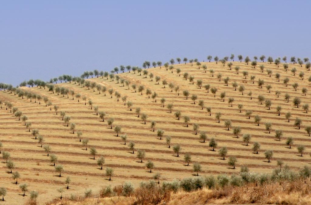 Suggerimenti per un nuovo oliveto